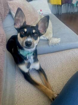 Miniature Pinscher and Chihuahua Dogs Available for Adoption in New York, New York - Eli | PetCurious