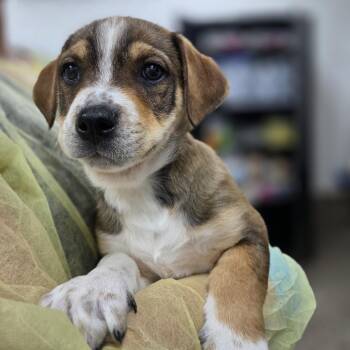 Dachshund and Wirehaired Terrier Dogs Available for Adoption in Incline Village, Nevada - Gamma | PetCurious