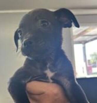 Violet Berrie -  Labrador Retriever and Mixed Breed Dog for Adoption in West Memphis, Arkansas - Violet Berrie | PetCurious