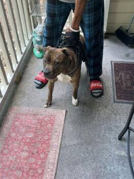 Tilly -  Terrier and Mixed Breed Dog for Adoption in Gastonia, North Carolina - Tilly | PetCurious