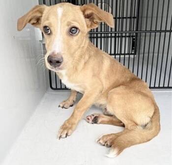 A658396 -  Rat Terrier and Mixed Breed Dog for Adoption in Houston, Texas - A658396 | PetCurious