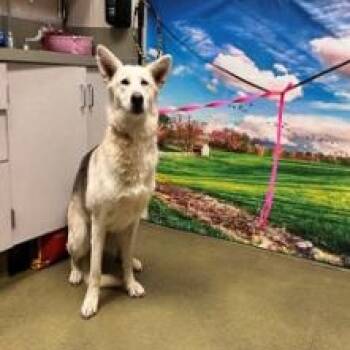 SAVE ME PLEASE This DOG - IDA553974 -  Shepherd Dog for Adoption in San Marcos, California - SAVE ME PLEASE This DOG - IDA553974 | PetCurious