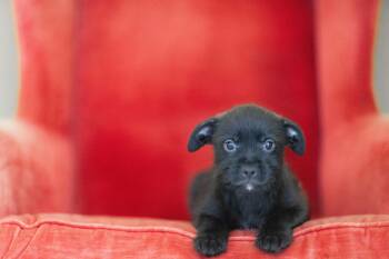 Rescue Mixed Breed Dogs for Adoption in Cranston, Rhode Island - ADAM | PetCurious