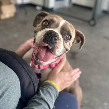 Boxer Dogs Available for Adoption in Berkeley, California - Polliwog | PetCurious