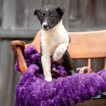 Rough Collie and Border Collie Dogs Available for Adoption - Hyacinth | PetCurious