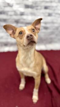 Layla -  Beagle and Mixed Breed Dog for Adoption in Muskegon, Michigan - Layla | PetCurious
