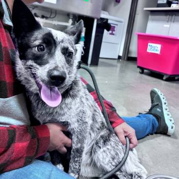 Rescue Mixed Breed Dogs for Adoption in Bismarck, North Dakota - Olive | PetCurious