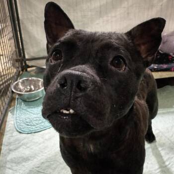 Mixed Breed Dogs Available for Adoption - Allie | PetCurious