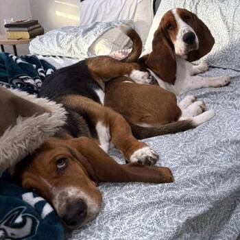 Basset Hound Dogs Available for Adoption in Hamilton, New Jersey - LANE - ADOPTION PENDING! | PetCurious