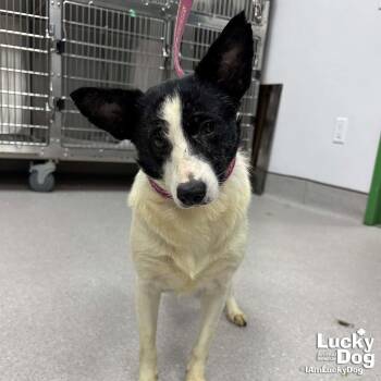 Indy -  Corgi Dog for Adoption in Washington, District Of Columbia - Indy | PetCurious