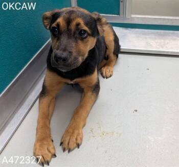 German Shepherd Dog and Mixed Breed Dogs Available for Adoption in Oklahoma City, Oklahoma - A472327 | PetCurious