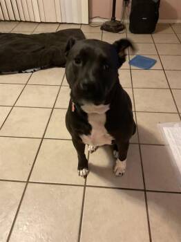 Rescue Labrador Retriever Dogs for Adoption in San Antonio, Texas - PANDA | PetCurious