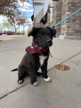 Retriever Dogs Available for Adoption - Mozote | PetCurious