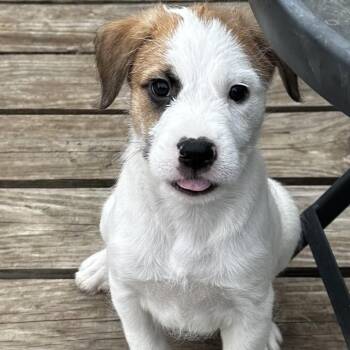 Mixed Breed Dogs Available for Adoption in Grinnell, Iowa - Braford | PetCurious