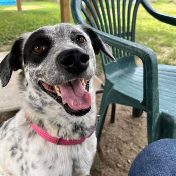 Rosie -  Cattle Dog Dog for Adoption in Concord, New Hampshire - Rosie | PetCurious