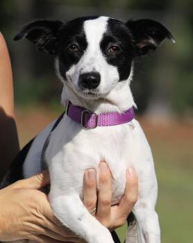 Shelly -  Chihuahua Dog for Adoption in North Fort Myers, Florida - Shelly | PetCurious