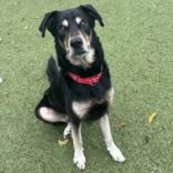Duke -  Siberian Husky and Labrador Retriever Dog for Adoption in Hilliard, Ohio - Duke | PetCurious