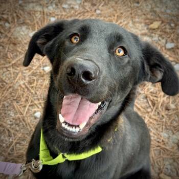Rescue Labrador Retriever Dogs for Adoption in Brownsboro, Alabama - Malone | PetCurious