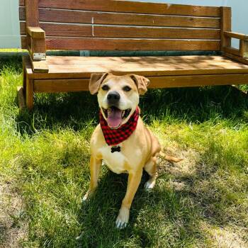 Nugget -  American Staffordshire Terrier Dog for Adoption in Logan, Utah - Nugget | PetCurious