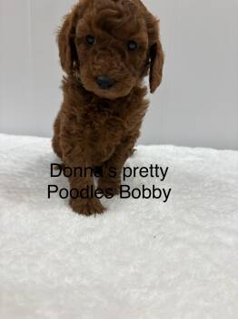 Miniature Poodle Dogs Available for Sale - Bobby | PetCurious