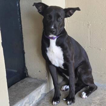 Ahmose -  Mixed Breed Dog for Adoption in Galveston, Texas - Ahmose | PetCurious