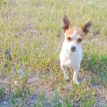 Toby -  Chihuahua and Dachshund Dog for Adoption in Oroville, Washington - Toby | PetCurious