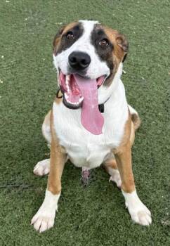 Jed -  Hound Dog for Adoption in Red Bluff, California - Jed | PetCurious