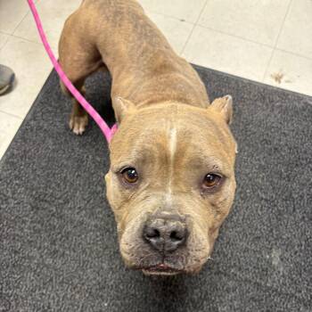 Pit Bull Terrier and Mixed Breed Dogs Available for Adoption in Saint Joseph, Missouri - Nanny Faye | PetCurious