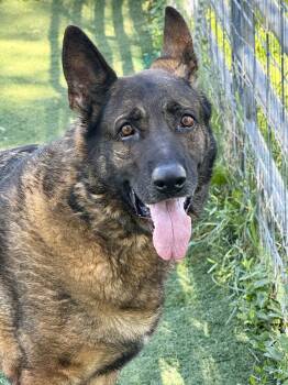 Blake -  German Shepherd Dog Dog for Adoption in Anderson, Indiana - Blake | PetCurious