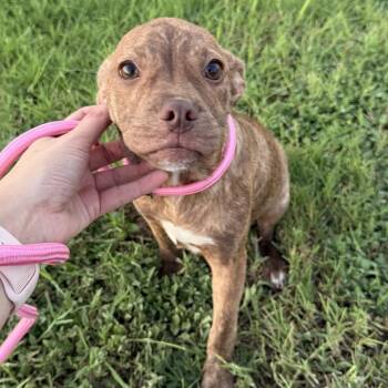 Bell -  Pit Bull Terrier and American Staffordshire Terrier Dog for Adoption in Harlingen, Texas - Bell | PetCurious