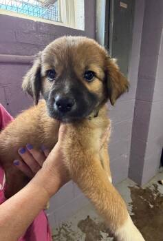 Firecracker $550 -  Portuguese Water Dog and Poodle Dog for Adoption in West Milwaukee, Wisconsin - Firecracker $550 | PetCurious