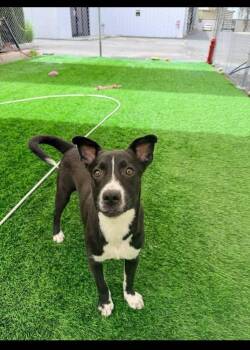 Junior -  Pit Bull Terrier and Labrador Retriever Dog for Adoption in Calgary, Alberta - Junior | PetCurious