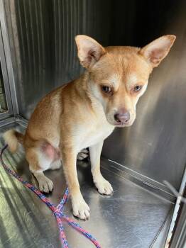 Chihuahua and Mixed Breed Dogs Available for Adoption - JUMBO | PetCurious