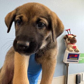 Taylor -  Mixed Breed Dog for Adoption in Las Cruces, New Mexico - Taylor | PetCurious