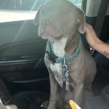 Benny the Bull -  Terrier and Mixed Breed Dog for Adoption in St. Louis, Missouri - Benny The Bull | PetCurious
