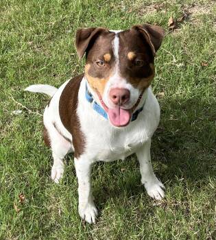 WOODY -  Terrier and Hound Dog for Adoption in Edisto Island, South Carolina - WOODY | PetCurious