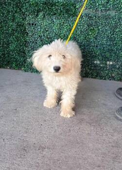 61729665 -  Miniature Poodle and Mixed Breed Dog for Adoption in El Paso, Texas - 61729665 | PetCurious
