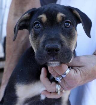 Shepherd Dogs Available for Adoption - Bluey | PetCurious