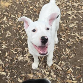 American Bulldog and Labrador Retriever Dogs Available for Adoption in San Antonio, Texas - Willow | PetCurious