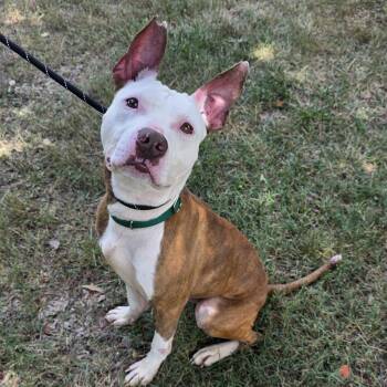 Lobster -  Mixed Breed Dog for Adoption in Greensboro, North Carolina - Lobster | PetCurious