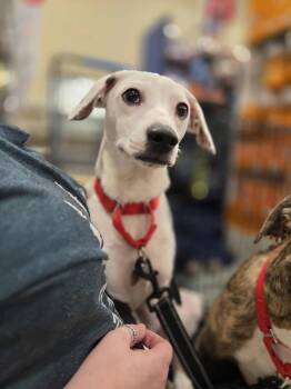 Mixed Breed Dogs Available for Adoption - Oreo | PetCurious