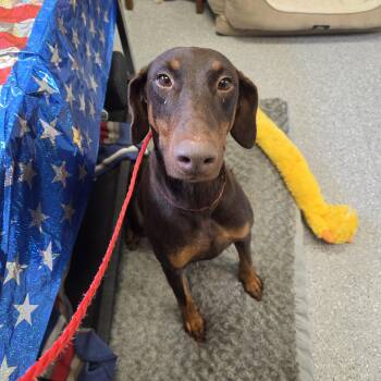 Athena -  Doberman Pinscher Dog for Adoption in Watertown, New York - Athena | PetCurious