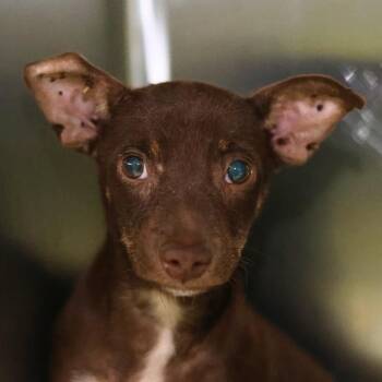 FLAKO -  Chihuahua Dog for Adoption in San Antonio, Texas - FLAKO | PetCurious