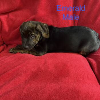 Emerald -  German Shepherd Dog and Husky Dog for Adoption - Emerald | PetCurious