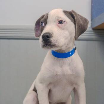 Terrier Dogs Available for Adoption - Chuck | PetCurious