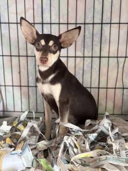 Cactus -  Chihuahua and Terrier Dog for Adoption in Honolulu, Hawaii - Cactus | PetCurious