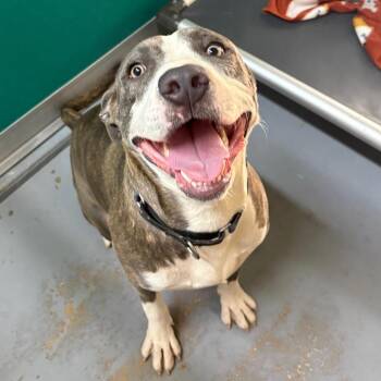 Barnacle 29846 -  Mixed Breed Dog for Adoption in Middleburg, Florida - Barnacle 29846 | PetCurious