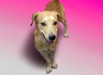 LAIKA -  Labrador Retriever and Mixed Breed Dog for Adoption in Fort Lauderdale, Florida - LAIKA | PetCurious