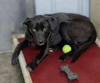 Black Labrador Retriever Dogs Available for Adoption - Tyler | PetCurious