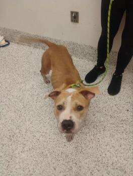 Pupcake -  American Bulldog and Mixed Breed Dog for Adoption in Atlanta, Georgia - Pupcake | PetCurious